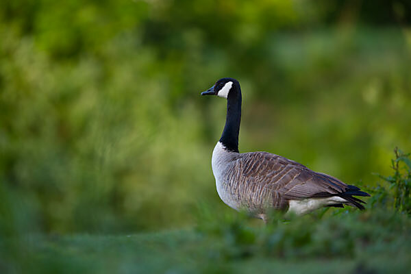 Canada goose branta canadensis xl best sale